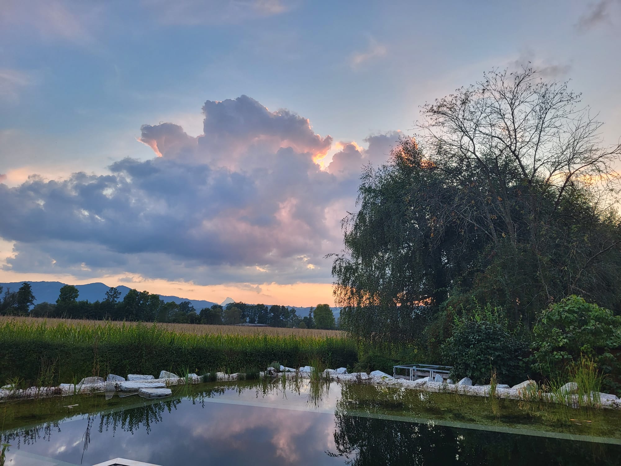 Teich