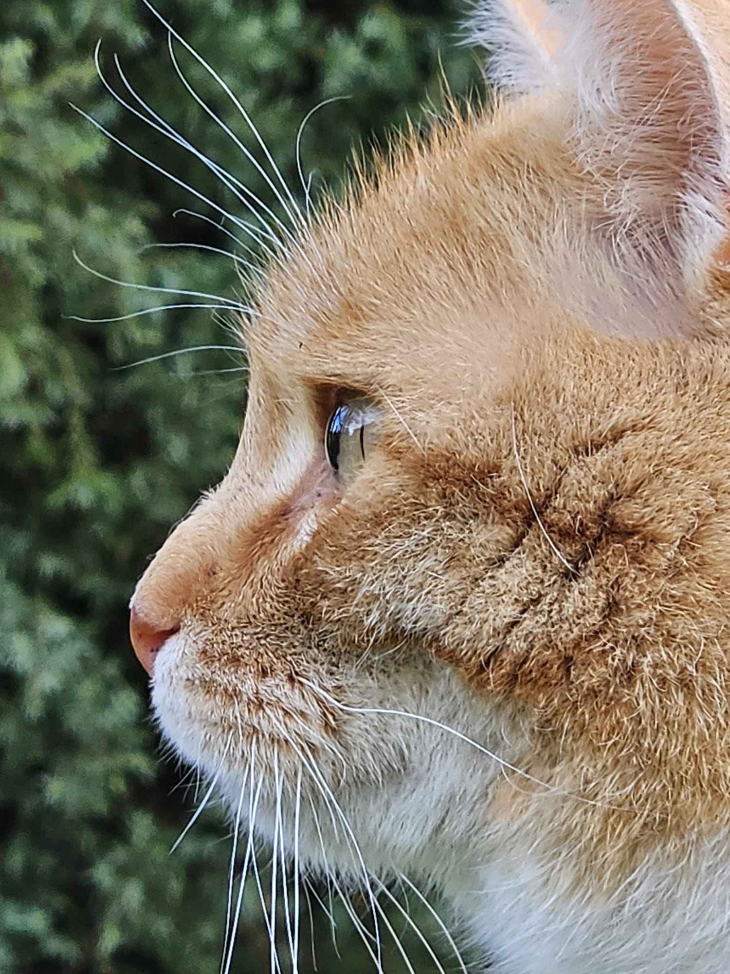 Tiger2