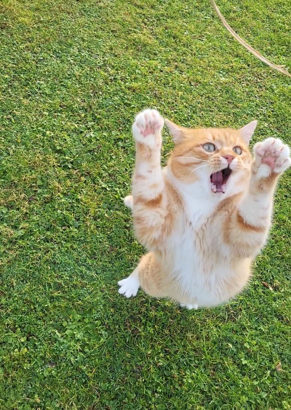 Tiger4